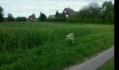 Bild: Holtland - Großes Baugrundstück direkt am Ortsrand von Holtland!