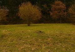 Bild: Wald-Michelbach - Sehr schön und ruhig gelegenes großes Baugrundstück, in leichter Hanglage
