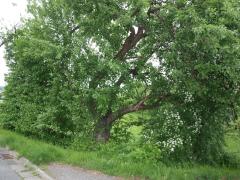 Bild: Wald-Michelbach - Großes, ruhiges Baugrundstück in Wald- Michelbach