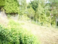 Bild: Rockenhausen - Sehr schönes Hanggrundstück mit wunderbarer Aussicht in Rockenhausen