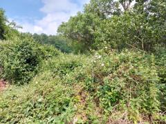 Bild: Bad König - ländliches Baugrundstück in ruhiger Lage