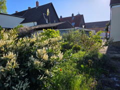 Bild: Kaiserslautern - Solide Doppelhaushälfte mit großem Garten; Hof mit Einfahrt und kleinem Nebengebäude